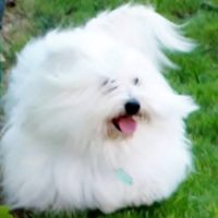 Photo Of Our Coton de Tulear Stud Cotonbrie Nureyev Best Dance, Italy