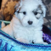 Coton de Tulear puppy 2019