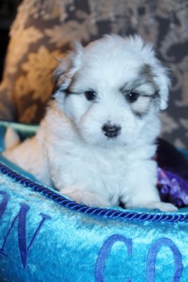 Coton de Tulear puppy 2019