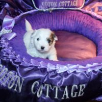 Coton de Tulear Puppy for sale Sedona AZ,