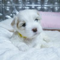 Coton de Tulear Puppy for sale Sedona AZ,