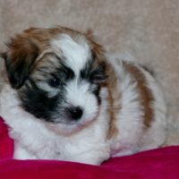 Coton de Tulear Puppy for sale Sedona AZ,