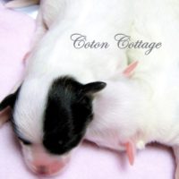 Coton de Tulear Puppy for sale Sedona AZ,