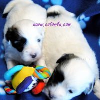 Coton de Tulear Puppy for sale Sedona AZ,