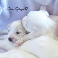 Coton de Tulear Puppy for sale Sedona AZ,