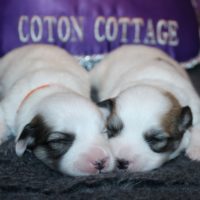 Coton de Tulear Puppy for sale Sedona AZ,