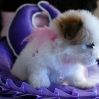 Coton de Tulear Puppy for sale Sedona AZ,