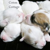 Coton de Tulear Puppy for sale Sedona AZ,