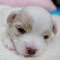 Coton de Tulear Puppy for sale Sedona AZ,