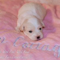 Coton de Tulear Puppy for sale Sedona AZ,