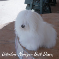 Cotonbrie Nureyev Best Dance, Italy Our Sire