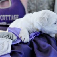 Coton de Tulear puppy 2019