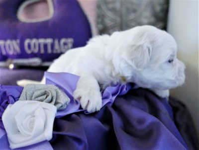 Coton de Tulear puppy 2019