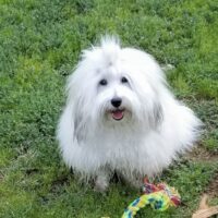 Percy Coton de Tulear Arizona
