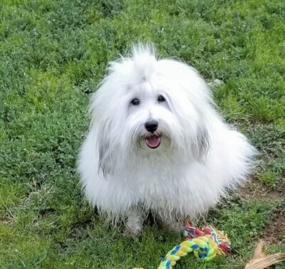 Percy Coton de Tulear Arizona