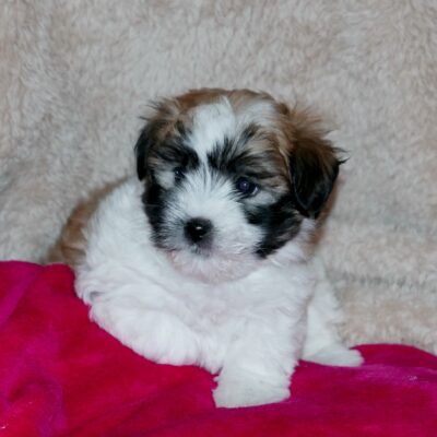 Percy Coton de Tulear Arizona