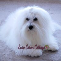 Sire Cotonbrie Nureyev Best Dance of Italy