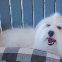 SIRE: Cotonbrie Nureyev Best Dance, Italy - FCI & ARBA Register and A Licensed Pet Therapy Companion