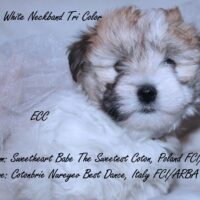 Coton de Tulear Puppy for sale Sedona AZ,