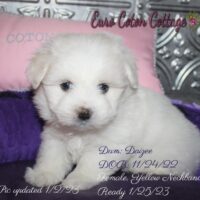 Available Coton de Tulear puppy AZ