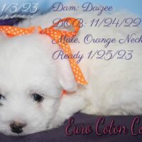 Available Coton de Tulear puppy AZ