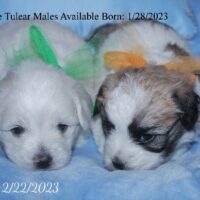Available Coton de Tulear puppy AZ