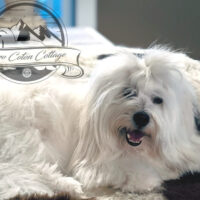 Coton de Tulear Puppy for sale Sedona AZ