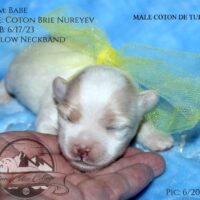 Available Coton de Tulear puppy AZ