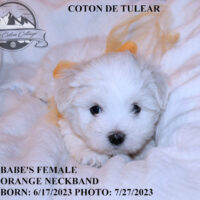 Coton de Tulear Puppy for sale Sedona AZ,
