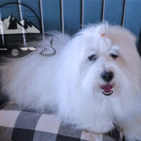 SIRE OF THE LITTER COTONBRIE NUREYEV BEST DANCE FROM ITALY