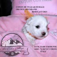 Available Coton de Tulear puppy AZ