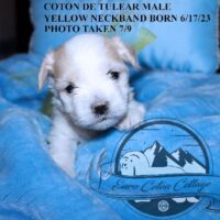 Available Coton de Tulear puppy AZ