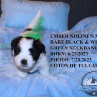 Available Coton de Tulear puppy AZ