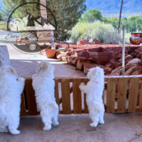 Coton de Tulear Puppy for sale Sedona AZ