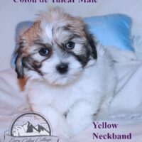 Coton de Tulear Puppy for sale Sedona AZ