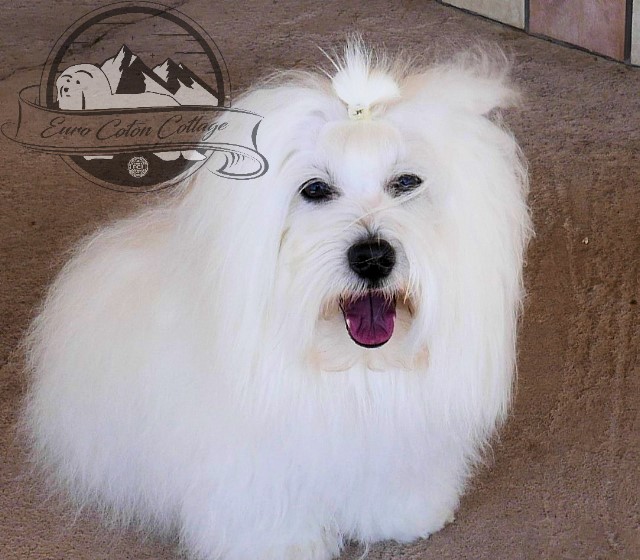 Coton de Tulear Puppy for sale Sedona AZ