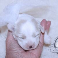 Coton de Tulear Puppy for sale Sedona AZ