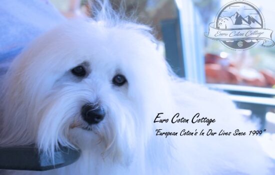 Coton de Tulear Puppy for sale Sedona AZ