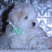 Coton de Tulear Puppy for sale Sedona AZ