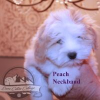 Coton de Tulear Puppy for sale Sedona AZ