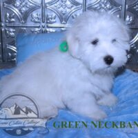 Coton de Tulear Puppy for sale Sedona AZ