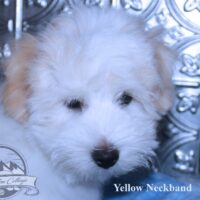 Coton de Tulear Puppy for sale Sedona AZ