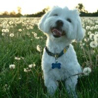 Coton de Tulear Puppy for sale Sedona AZ,