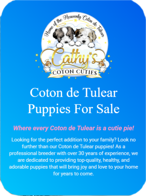 Coton de Tulear puppies for Sale AZ